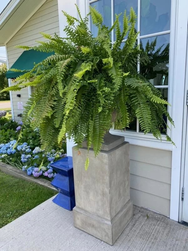 Last Day 75% OFF - UV Resistant Lifelike Artificial Boston Fern - ADFIRE