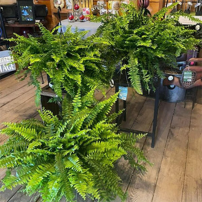 Last Day 75% OFF - UV Resistant Lifelike Artificial Boston Fern - ADFIRE
